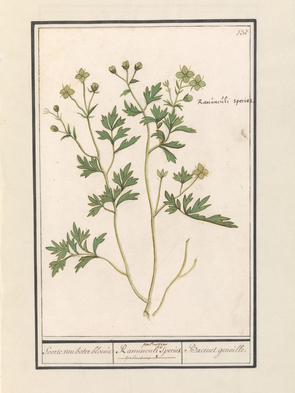 Smörblomma (Ranunculus) Art av smörblomma / Ranunculi palustris Art. / Bacinet genoille. (titel på objekt) av Anselmus Boëtius de Boodt
