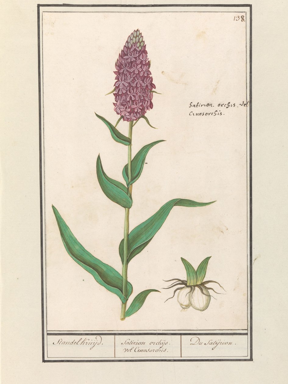 Bred orchis (Dactylorhiza majalis) Standelcruijd. / Satirion orkidéer eller Cynosorchis. / Satijrion. (titel på objekt) av Anselmus Boëtius de Boodt