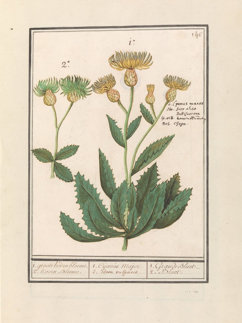 Centauri (Centaurea) 1. stor blåklint. 2. Blåklint. / 1. Cijanus Major / 2. dito vulgaris. / 1. Grande bluet. / 2. Bluet. (titel på objekt) av Anselmus Boëtius de Boodt