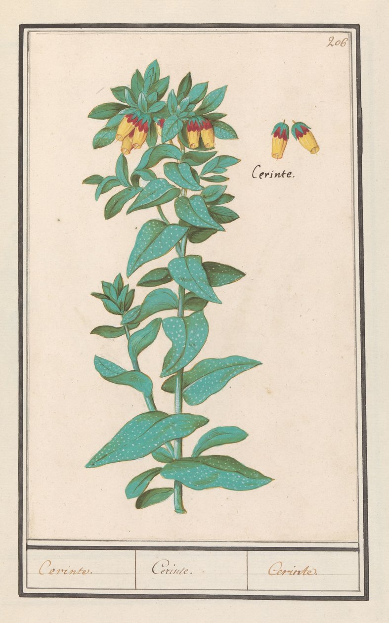 Cerinthe (Cerinthe major) Krav. / Krav. / Krav. (titel på objekt) av Anselmus Boëtius de Boodt