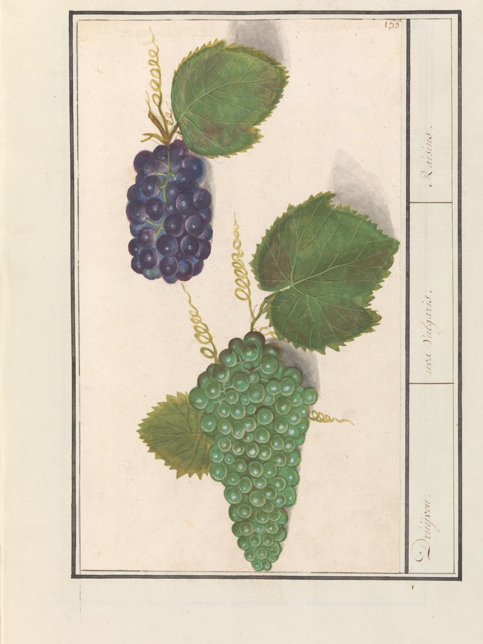 Druif (Vitis vinifera) Druijven. / uva Vulgaris. / Rusin (titel på objekt) av Anselmus Boëtius de Boodt