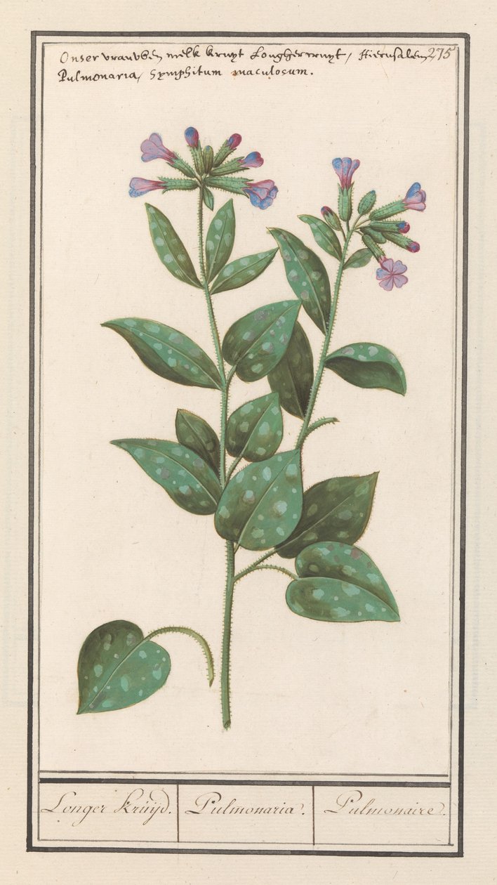 Fläckig lungört (Pulmonaria officinalis) Längre krydda. / Pulmonaria. / Lung. (titel på objekt) av Anselmus Boëtius de Boodt
