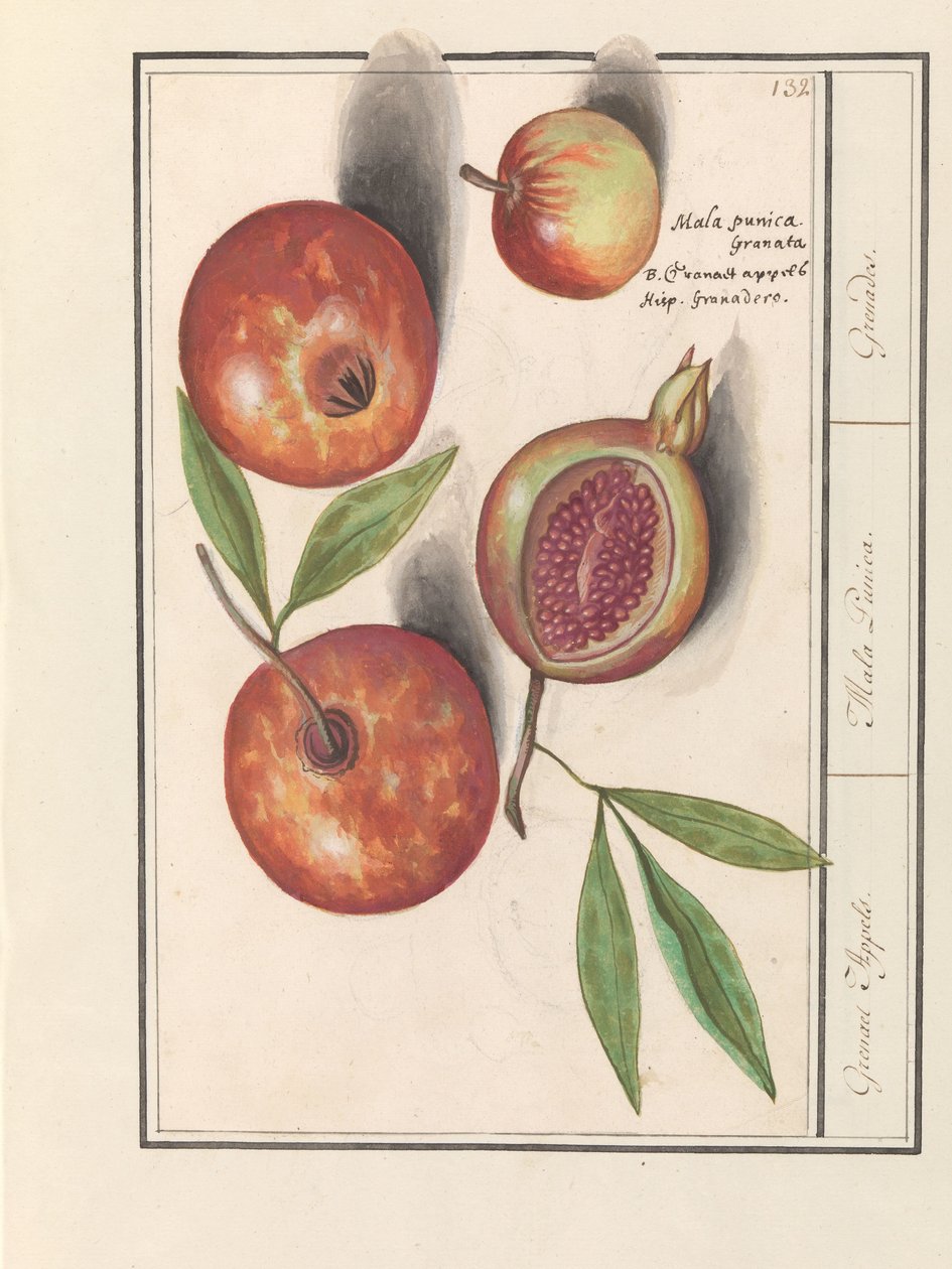 Granatäpple (Punica granatum) Grenaert äpplen. / Mala Punica. / Granater. (titel på objekt) av Anselmus Boëtius de Boodt