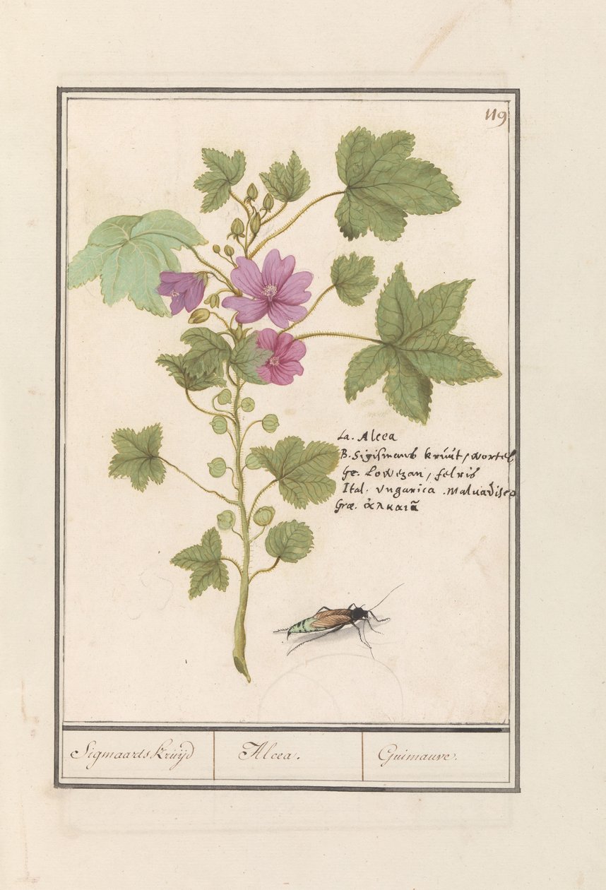Stor malva (Malva sylvestris) Sigmaards ört / Alcea. / Guimauvre. (titel på objekt) av Anselmus Boëtius de Boodt