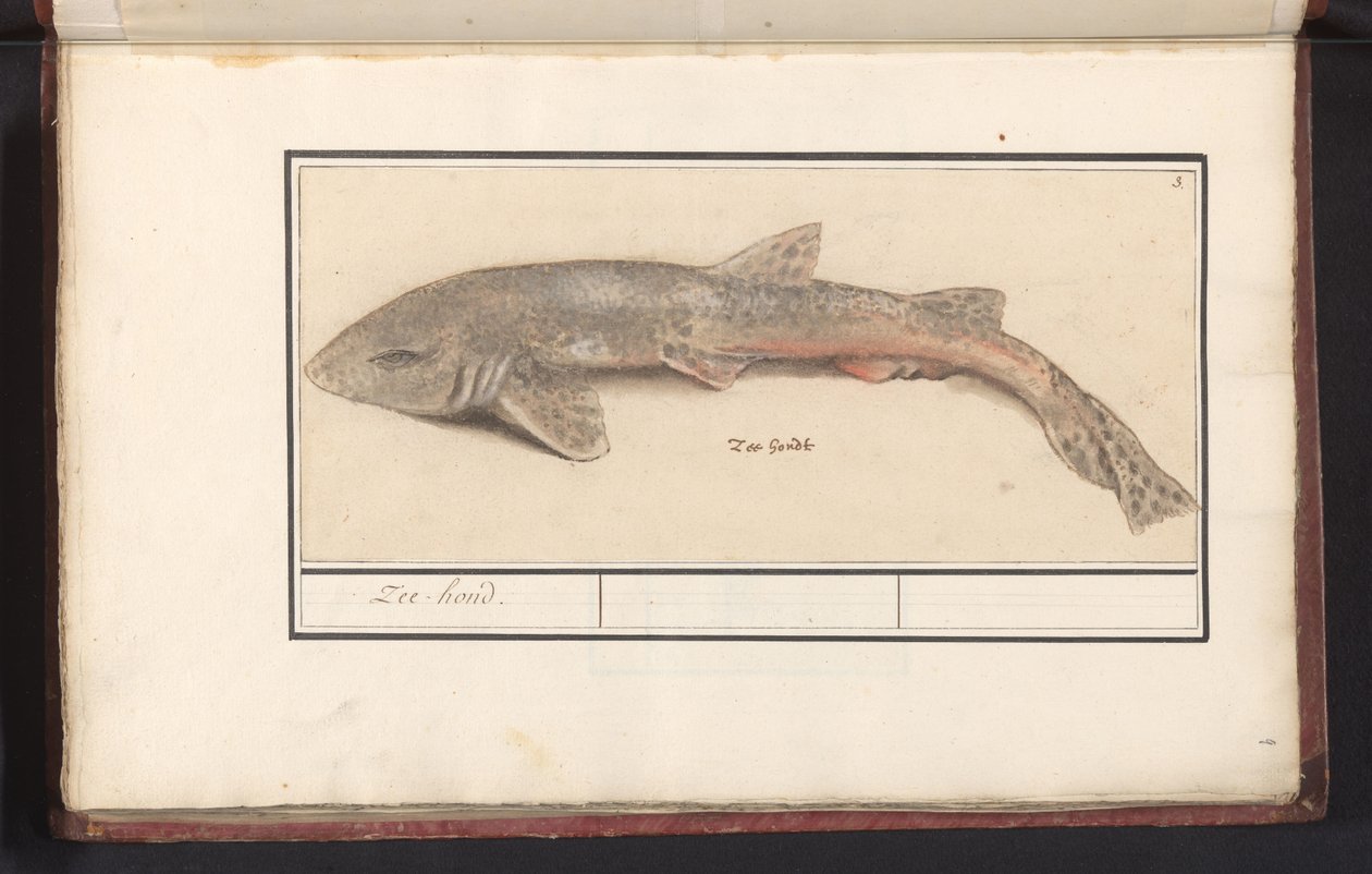 Hundhaj (Scyliorhinus canicula) Sea Hound (titel på objekt) av Anselmus Boëtius de Boodt