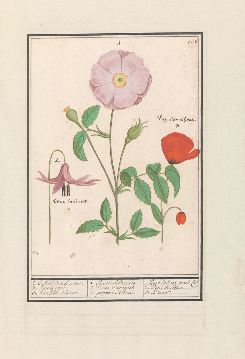 Hundtand (Erythronium), vildros (Rosa) och vallmo (vallmo) 1. Endast Bosch steg. 2. hundhållning. 3. Kankel Bloeme. / 1. Rosa Silvestris. 2. Dens Canisus 3. vallmo Rheas. / 1. Rose de bois gratte cul 2. Dent de Chien. 3. Pavot. (titel på objekt) av Anselmus Boëtius de Boodt