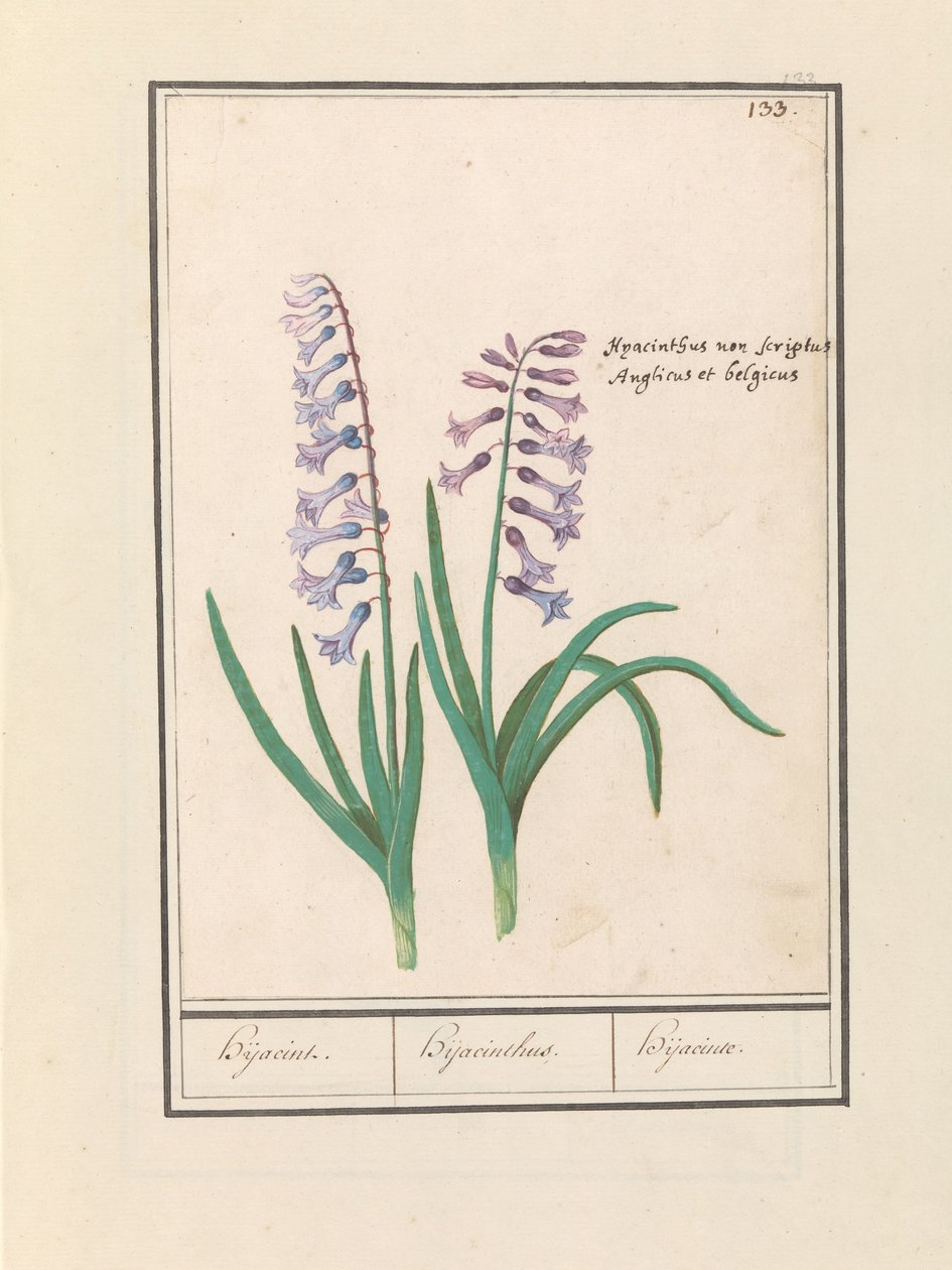 Hyacint (Hyacinthus orientalis) Hijacin / Hyacinthus / Hijacinte (titel på objekt) av Anselmus Boëtius de Boodt