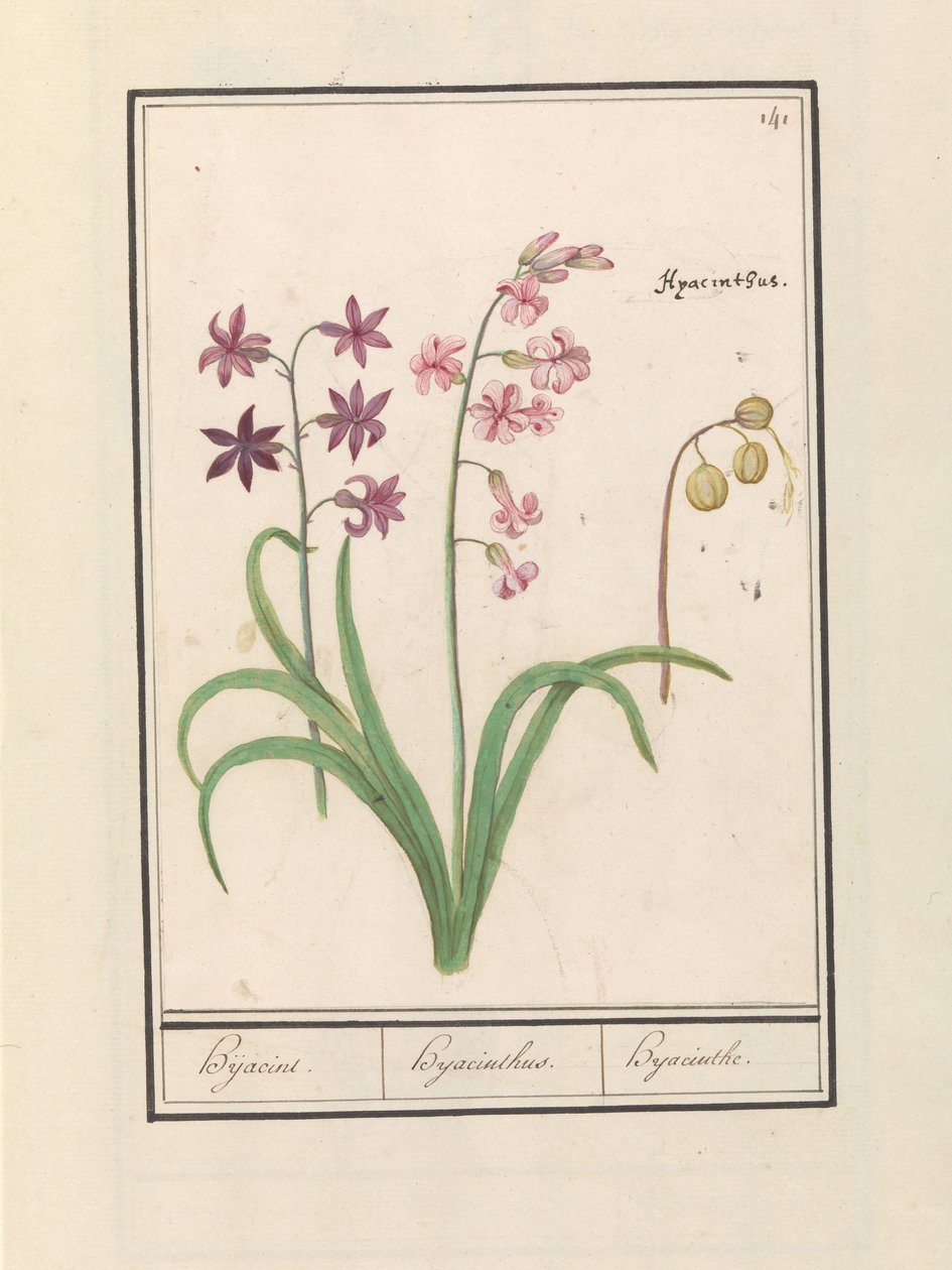Hyacint (Hyacinthus orientalis) Hijacin / Hyacinthus / Hyacint (titel på objekt) av Anselmus Boëtius de Boodt