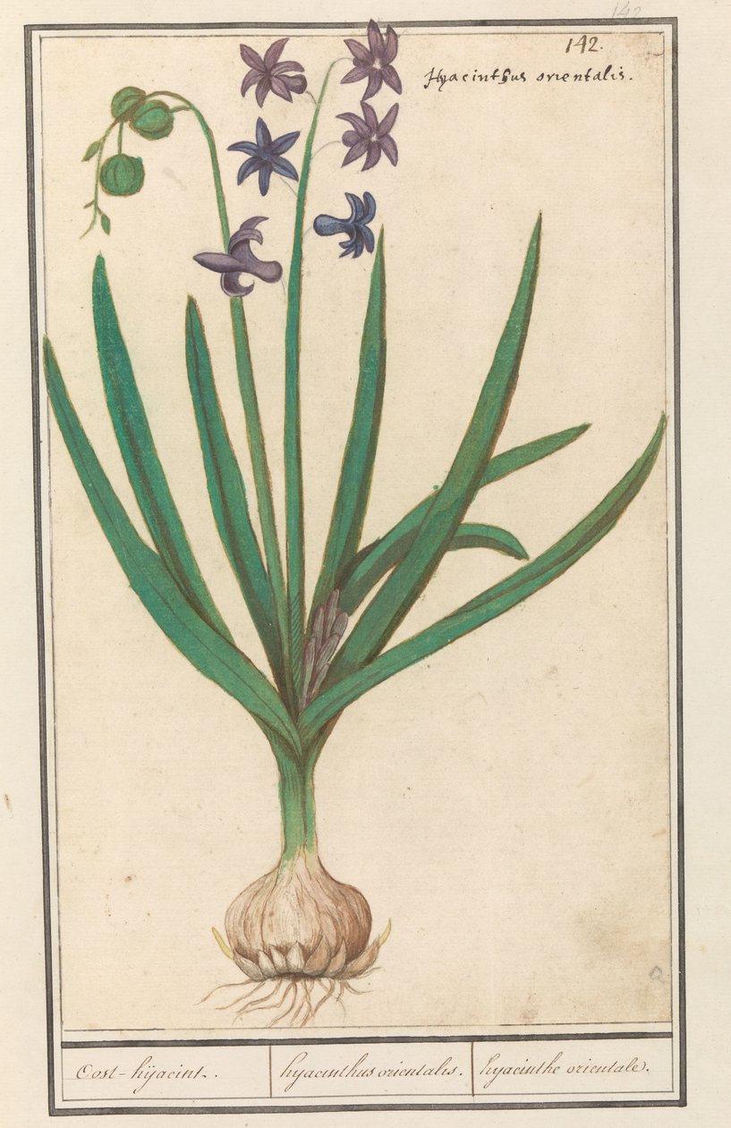 Hyacint (Hyacinthus orientalis) Oost-hiacint / Orientalisk hyacint. / orientalisk hyacint (titel på objekt) av Anselmus Boëtius de Boodt