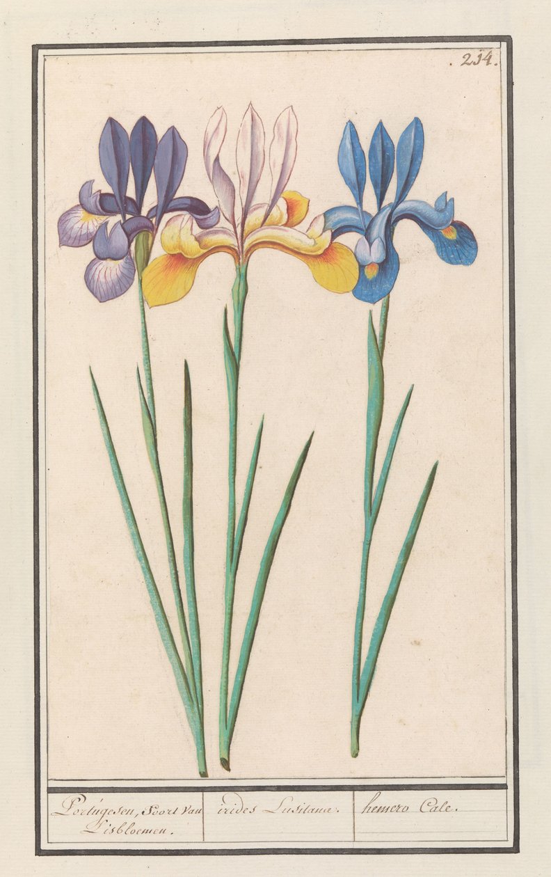 Iris (Iris siberica) portugisiska, som van Lisbloemen. / irider Lusitanae. / hemero Cale. (titel på objekt) av Anselmus Boëtius de Boodt
