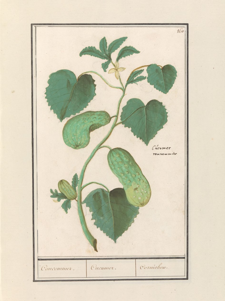Komkommer (Gurka sativa) Komkommer. / Gurka. / Cornichon. (titel på objekt) av Anselmus Boëtius de Boodt