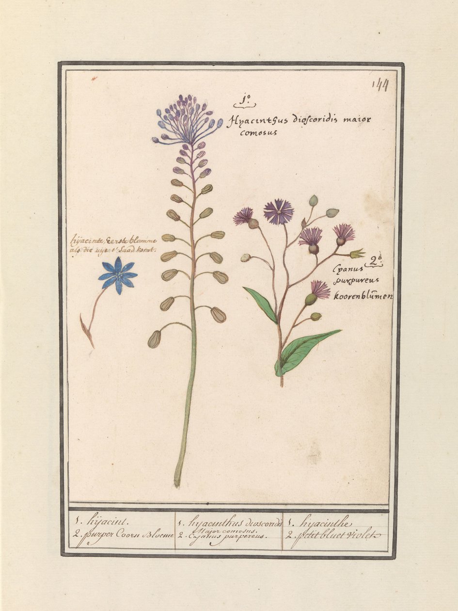 Kuifhyacint (Muscari comosum) en korenbloem (Centaurie) 1. Kapning 2. lila Coorn Bloeme / 1. hyacint dioscorides. En snygg borgmästare. 2. Cajanus lila. / 1. hyacint 2. petit bluet violet (titel på objekt) av Anselmus Boëtius de Boodt