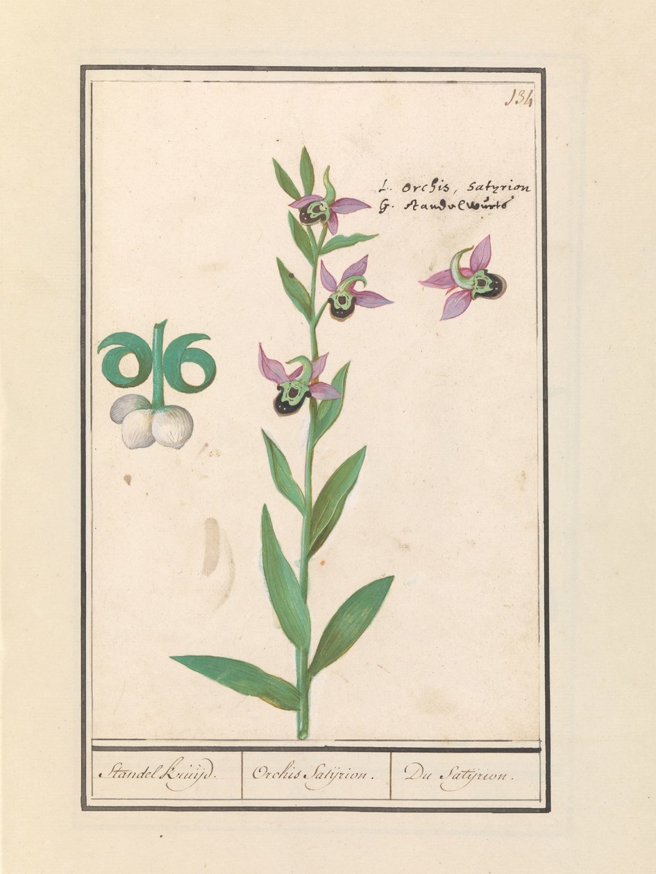 Skrattande humleorkidé (Ophrys bombyliflora) och anemonen (Anemone) | Skrattande humleorkidé (Ophrys bombyliflora) Skrattande humleorkidé (Ophrys bombyliflora) av Anselmus Boëtius de Boodt