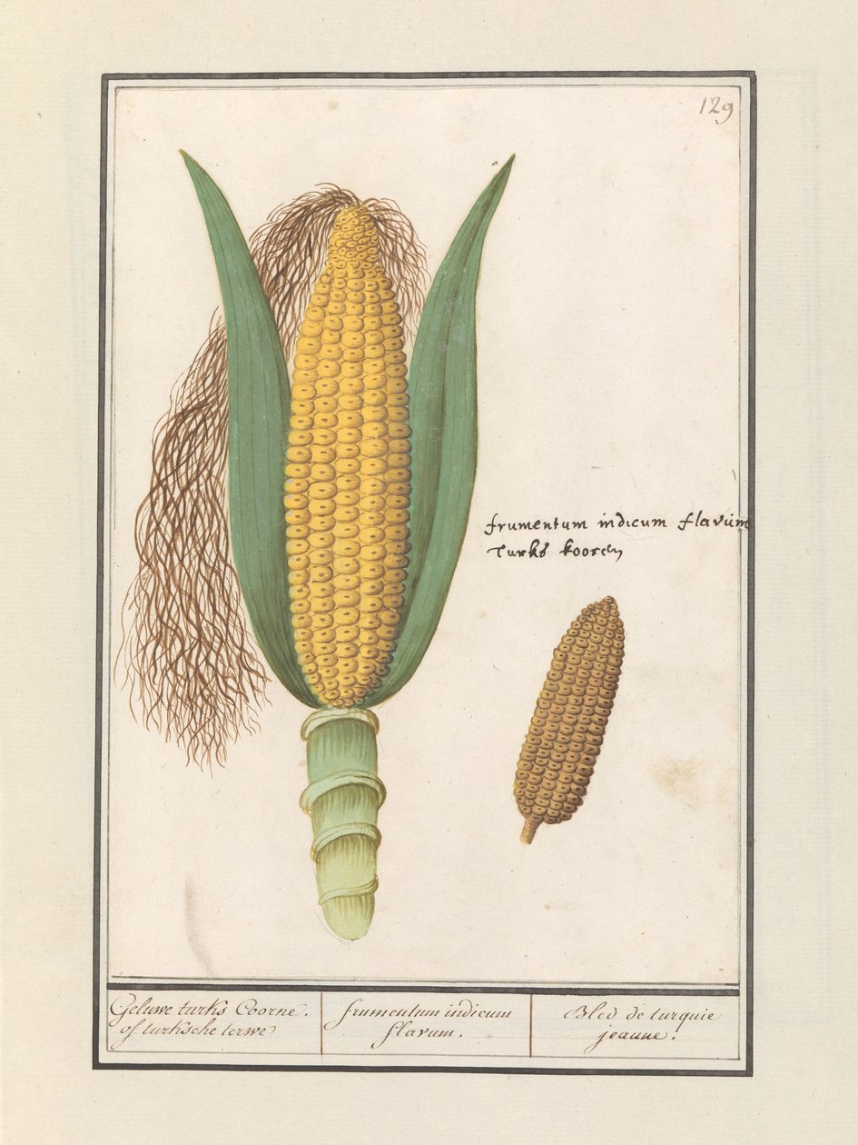 Majs (Zea mays) Geluwe turks Coorne. av turksche terwe / gul majs / Bled de turquie jeaune (titel på objekt) av Anselmus Boëtius de Boodt