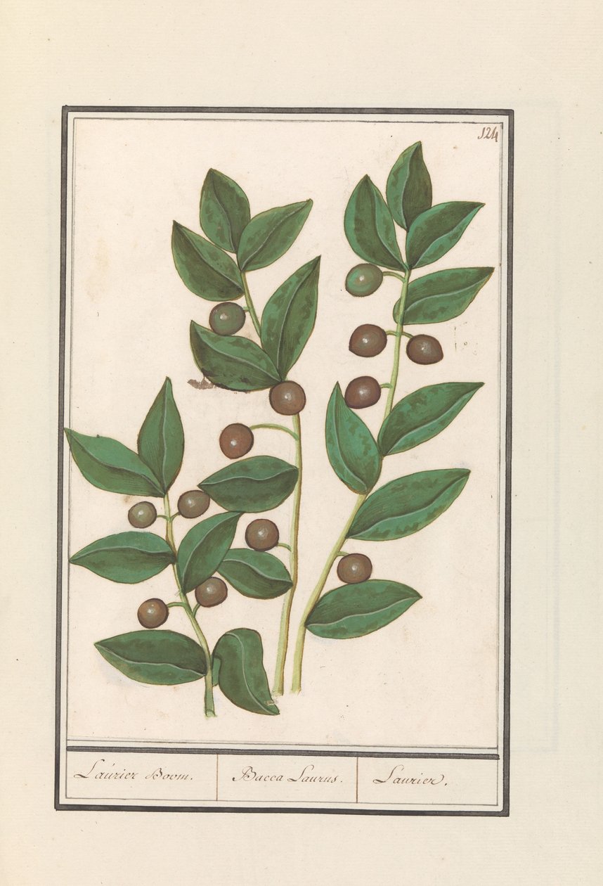 Olive (Olea europaea) lagerträd. / Bacca Laurus. / Laurel (titel på objekt) av Anselmus Boëtius de Boodt