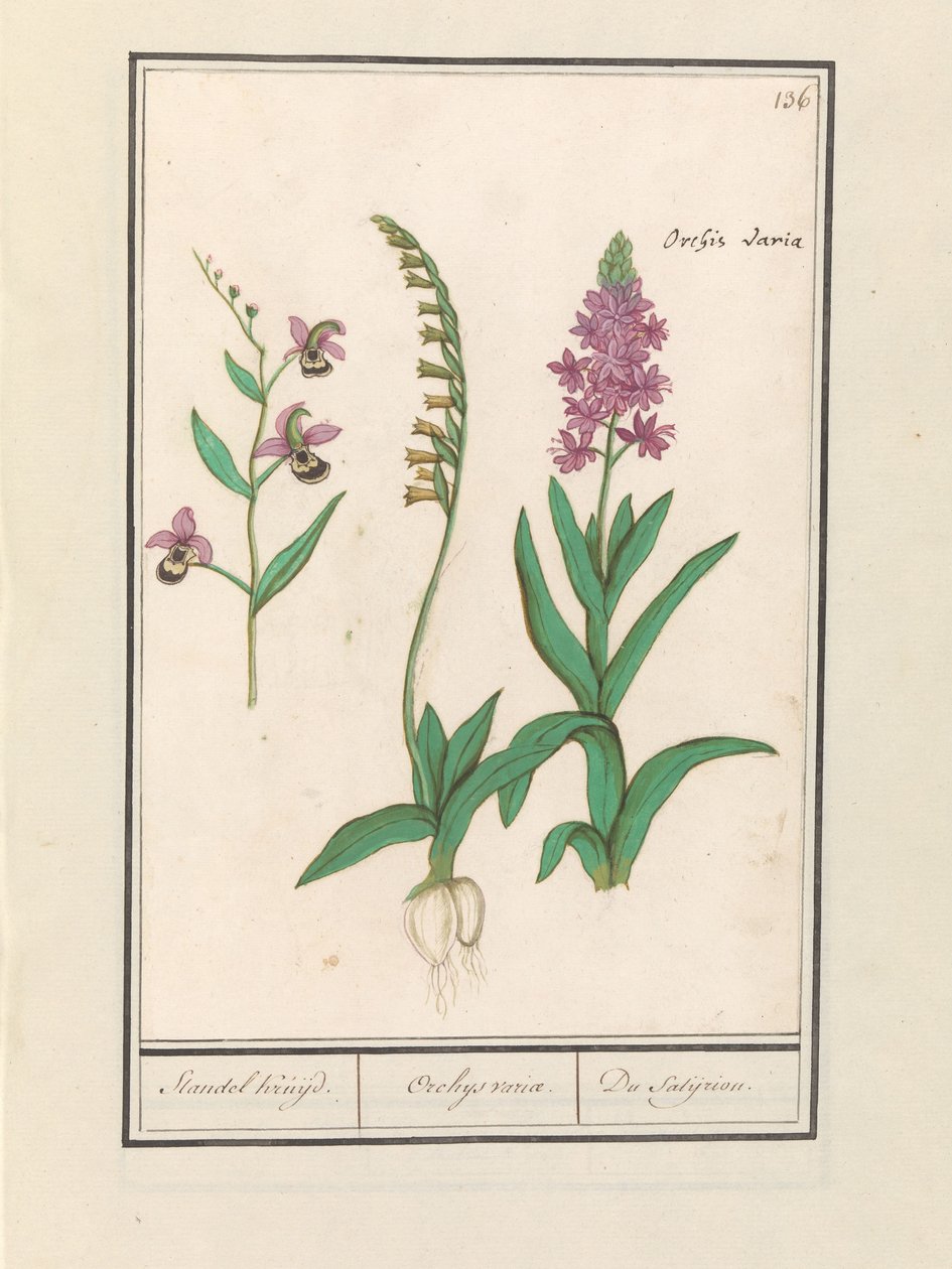 Orchididae (Orchidaceae) Stendhal kryssade. / Orchaeus tur. / du satijrion. (Totalt på objekt) av Anselmus Boëtius de Boodt
