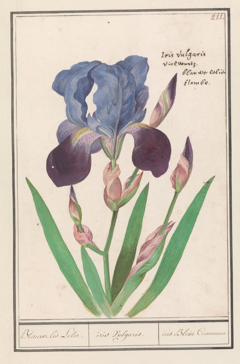 Lila iris (Iris germanica) Blå Iris Lily. / iris Vulgaris. / iris Blue Commune (titel på objekt) av Anselmus Boëtius de Boodt
