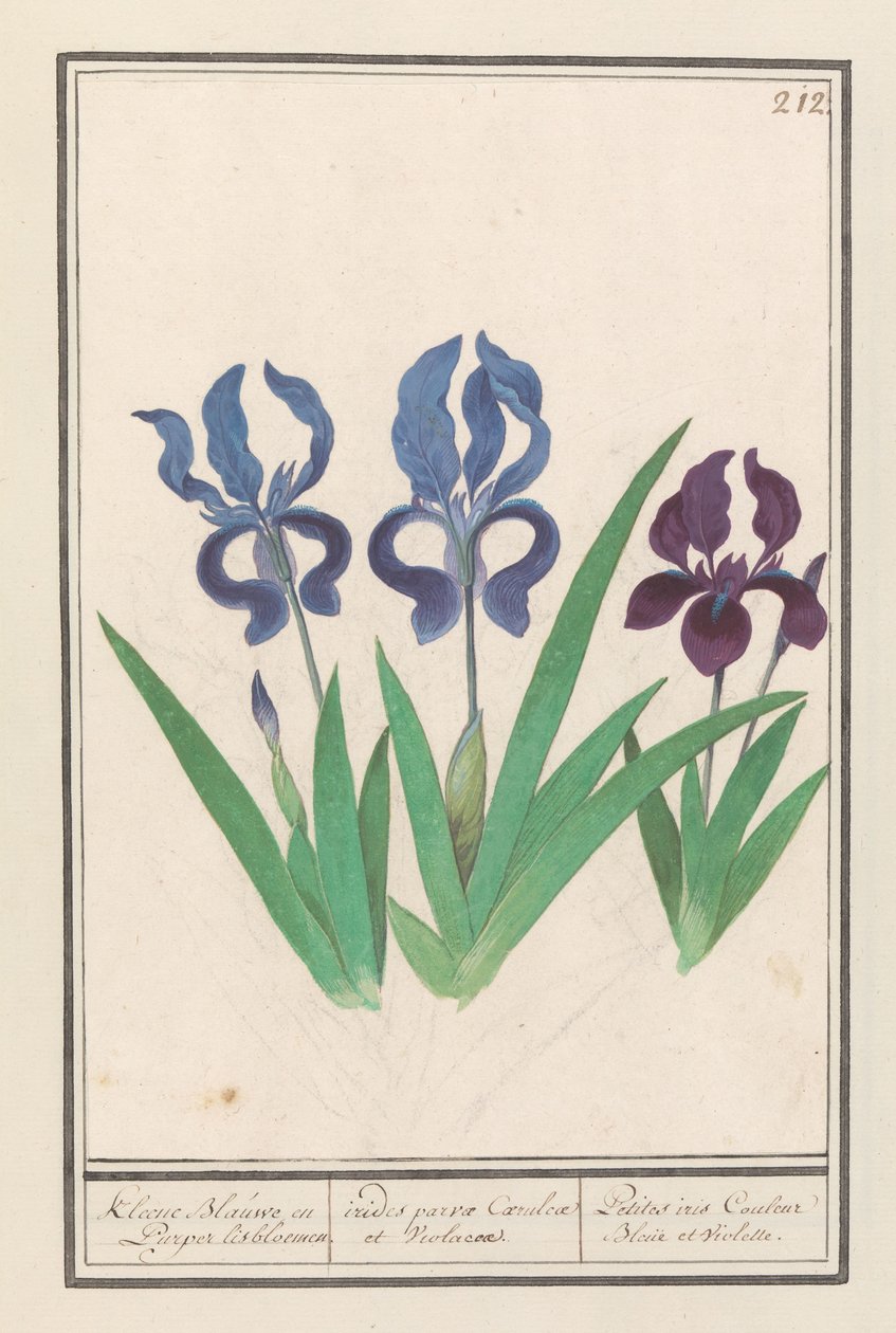 Paarse iris (Iris germanica) Kleene Blauwe en Puper lisbloemen / små lila och violetta regnbågar. / Petites iris Couleur Bleue et Violette (titel på objekt) av Anselmus Boëtius de Boodt