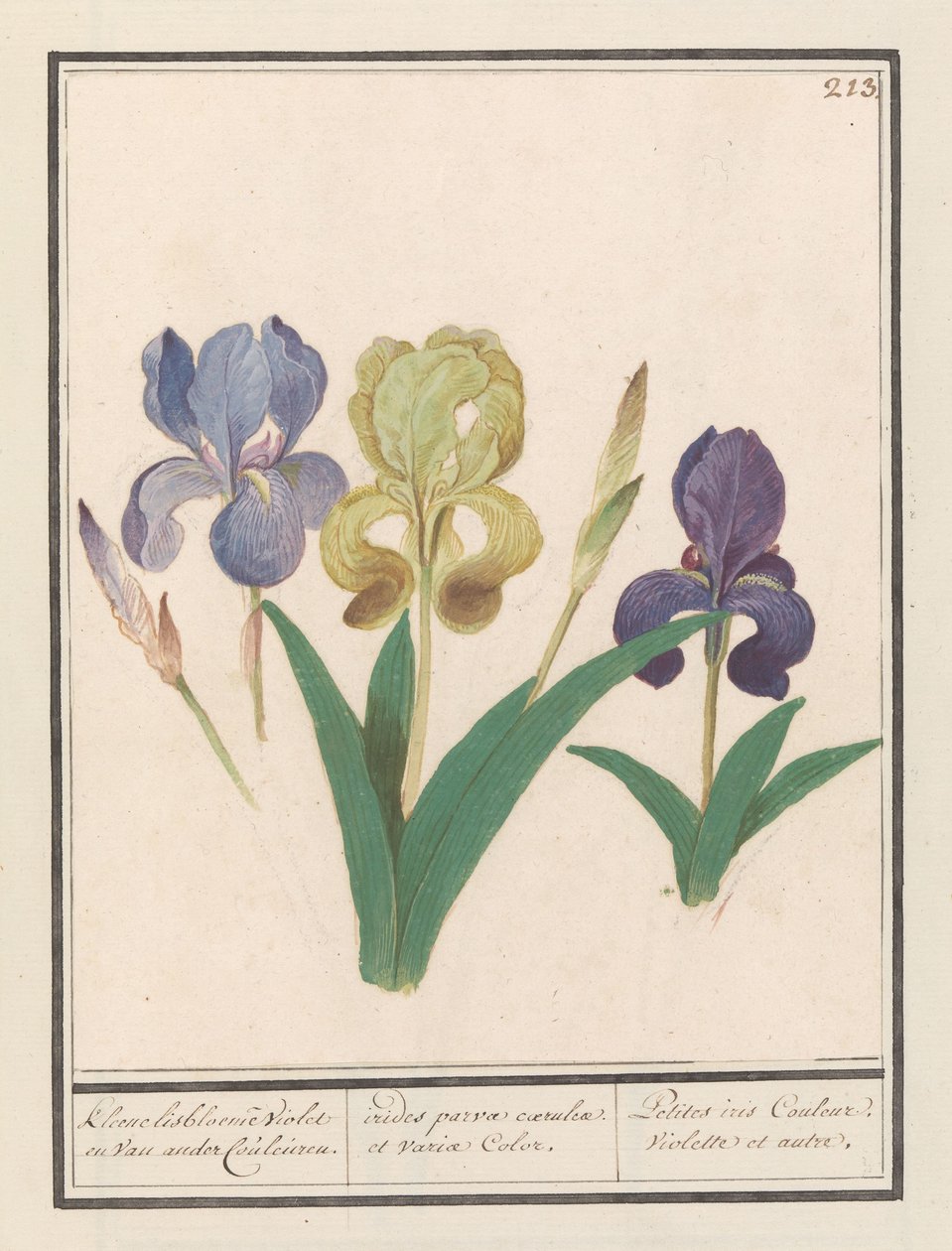 Paarse iris (Iris germanica) Kleene lisbloemen Violet en van ander Couleuren. / små regnbågar av blått och olika färger. / Petite iris Couleur Violette et al. (titel på objekt) av Anselmus Boëtius de Boodt