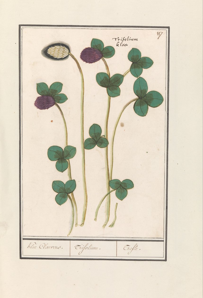 Rödklöver (Trifolium pratense) Klee Claevers. / Trifolium. / Trefle (titel på objekt) av Anselmus Boëtius de Boodt