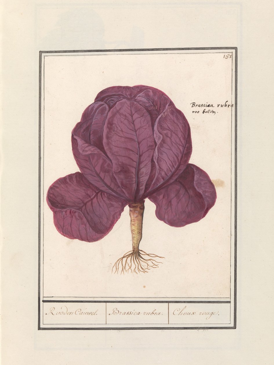 Rödkål (Brassica oleracea convar. capitata var. rubra) Röd Cauwel. / Brassica rubra. / Choux rouge (titel på objekt) av Anselmus Boëtius de Boodt