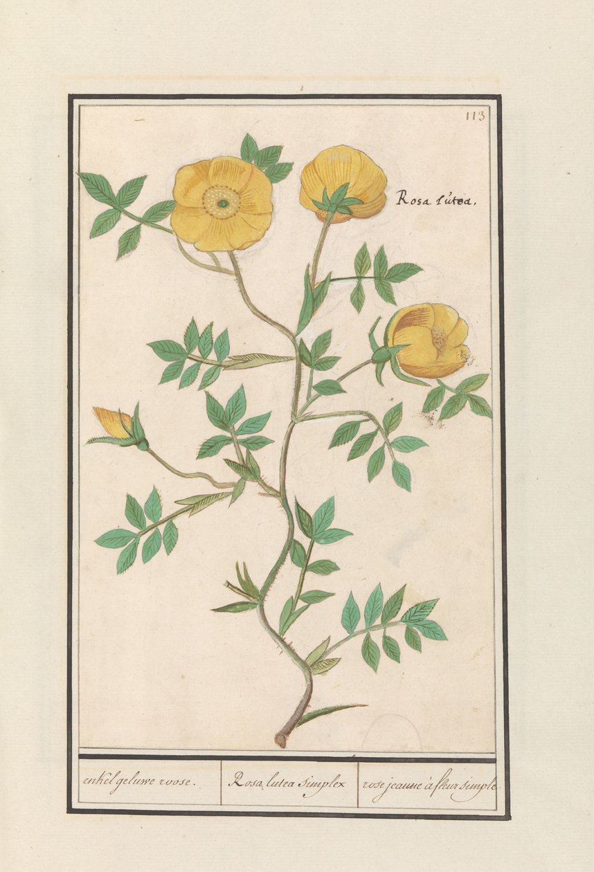 Rose (Rosa) enda gul ros. / Rosa lutea simplex / rose jeaune à fleur enkel (titel på objekt) av Anselmus Boëtius de Boodt