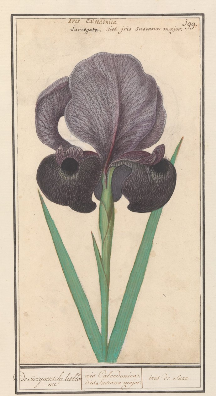 Rouw iris (Iris susiana) från suzyaensche lisbloeme / iris Chalcedonica. iris Susiana major. / Suzes Iris. (titel på objekt) av Anselmus Boëtius de Boodt