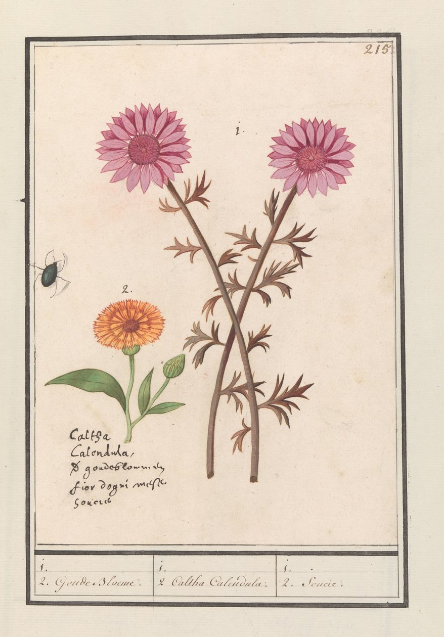Rosa blomma (okänd) och ringblomma (Calendula officinalis) 1. 2. Gyllene blommor. / 1. 2. Caltha Calendula. / 1. 2. Källa. (titel på objekt) av Anselmus Boëtius de Boodt