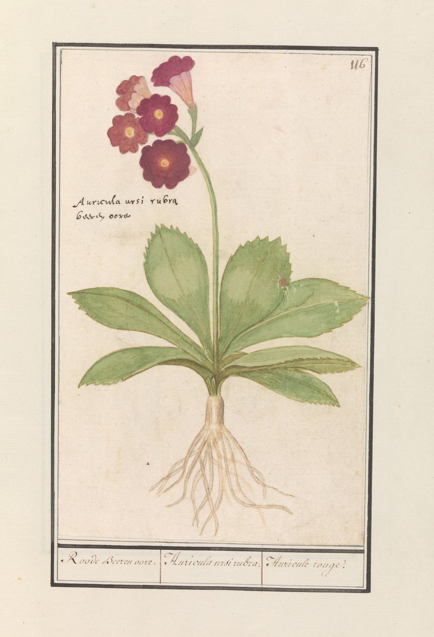 Primrose (Primula) Röda björnöron. / Auricula ursi rubra. / Auricule rouge (titel på objekt) av Anselmus Boëtius de Boodt