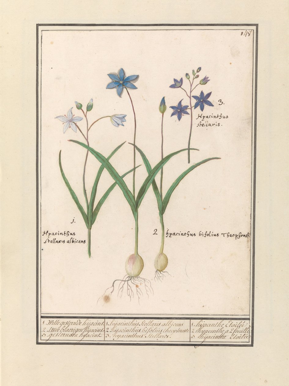 Sterhyacint (Scilla) 1. Witte är jesternde igår. 2. Twee blaerigen hijacint. 3. De kapade igår. / 1. Hyacinthus Stellaris albicans 2. Hyacinthus bifolius Theophrastus 3. Hyacinthus Stellaris. / 1. hyacint Etoilée 2. hyacint a 2 feuille 3 hijac av Anselmus Boëtius de Boodt