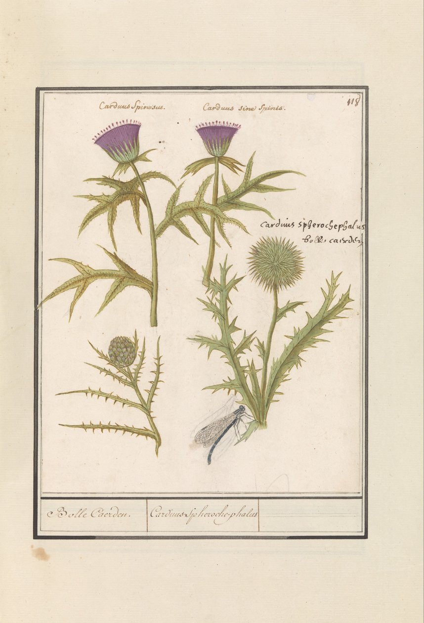 Tistel (Carduus) och Kronärtskocka (Cynara cardunculus) Distel (Tistel) en artisjok (Cynara cardunculus) Boll Caerden / Cardius Spheroche-phalus (titel på objekt) av Anselmus Boëtius de Boodt