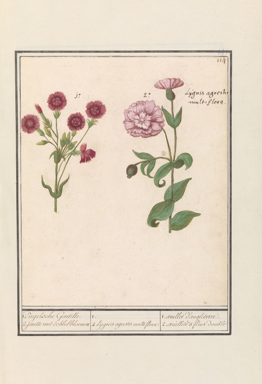 Två nejlikor (Dianthus) 1. Engelska Gentille. 2. jenelle med tärningsblommor / 1. 2. Lygnis agrestis multiflora. / 1. oeuillet d