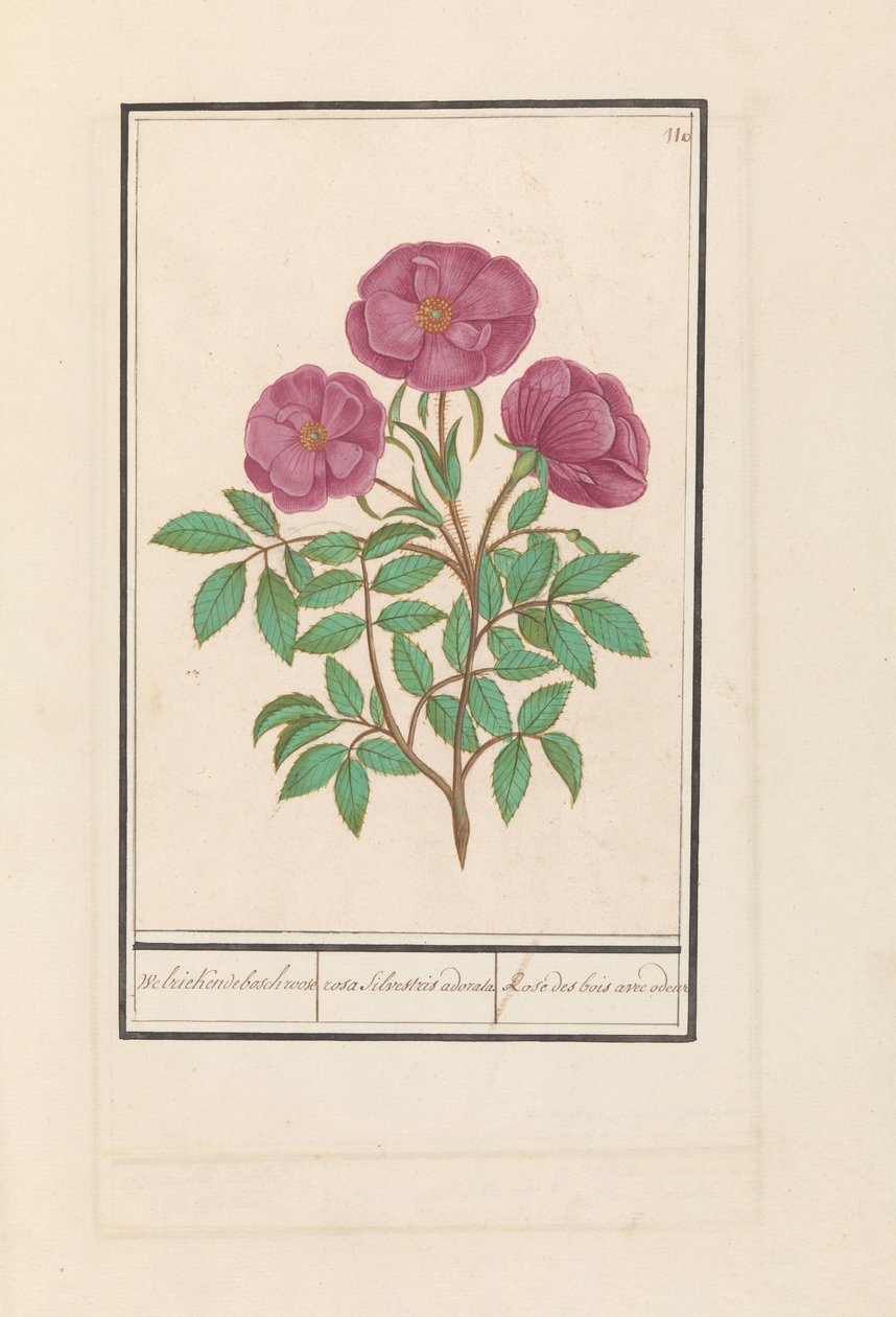 Wilde roos (Rosa) Welriekende bosch roose / rosa silverstris adorata. / Skogsros med lukt (titel på objekt) av Anselmus Boëtius de Boodt