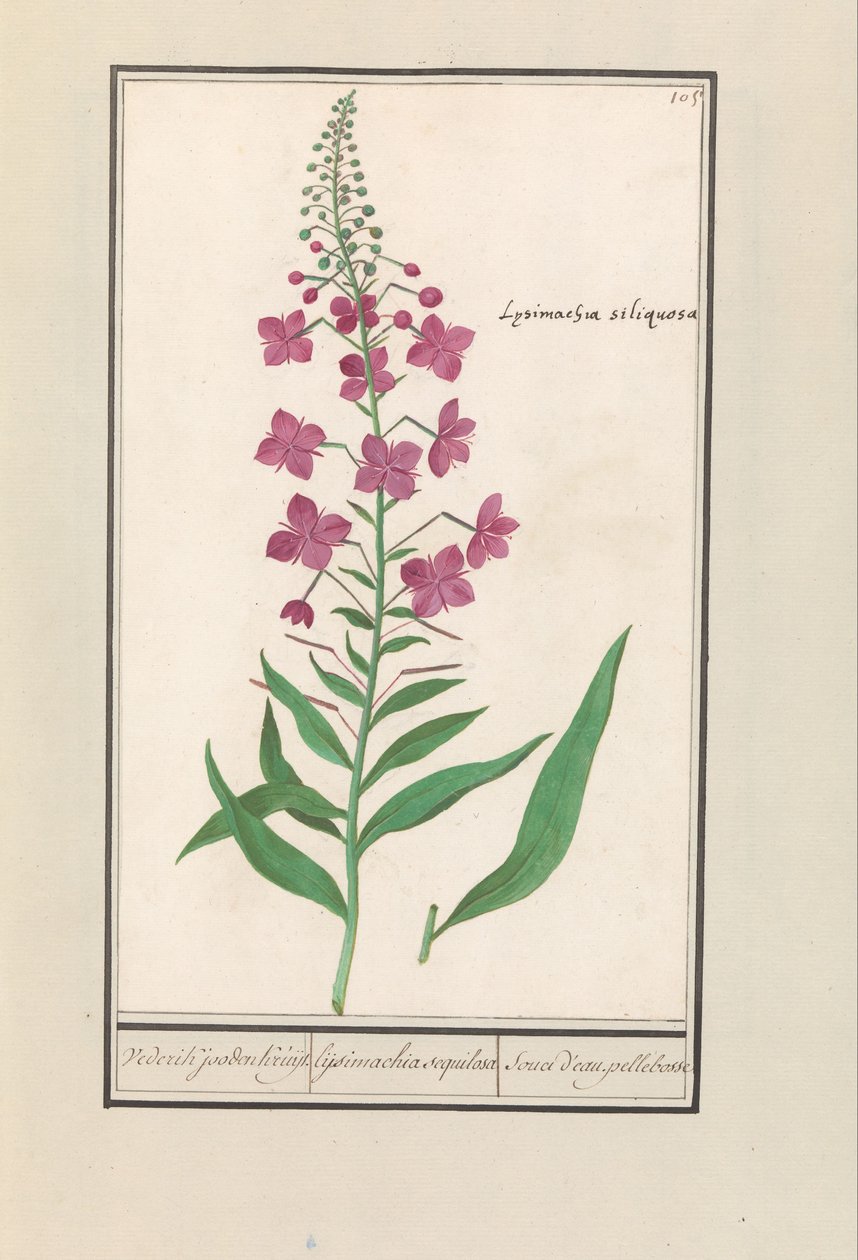 Eldgräs (Chamerion angustifolium) Återigen, judarna Kruyt. / lysimachia sequilosa / Souci d