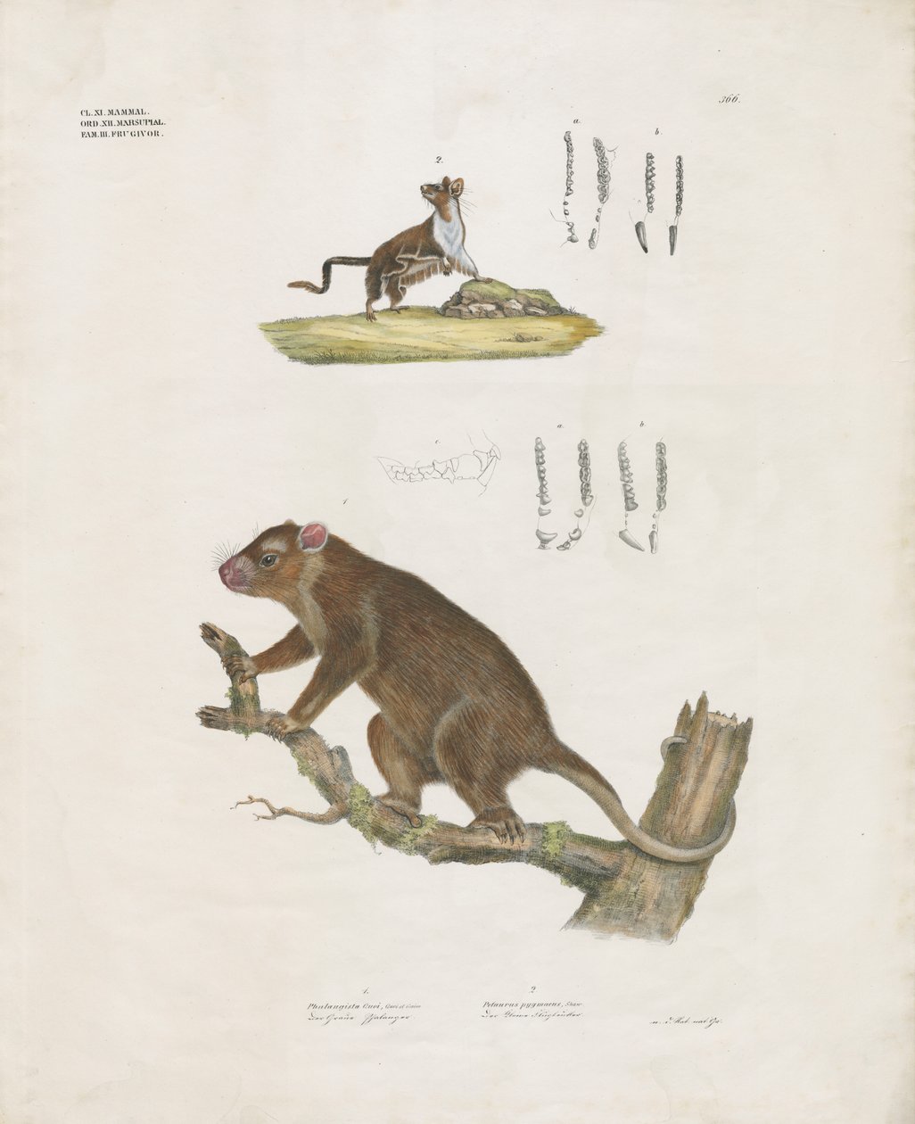 Australiska pungdjur med tanddetaljer (handkolorerad litografi) av Anstalt Arnz & Co.