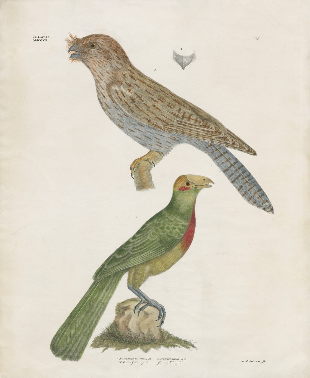 Barbet och Roller (handkolorerad lito) av Anstalt Arnz & Co.