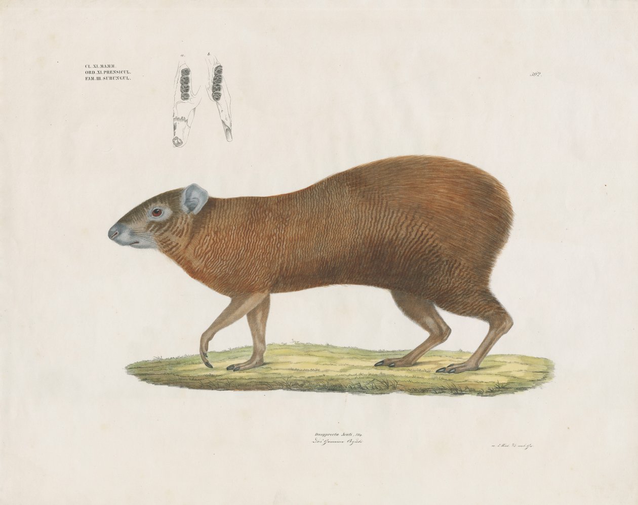 Vanlig Agouti med tanddetaljer (handkolorerad lito) av Anstalt Arnz & Co.