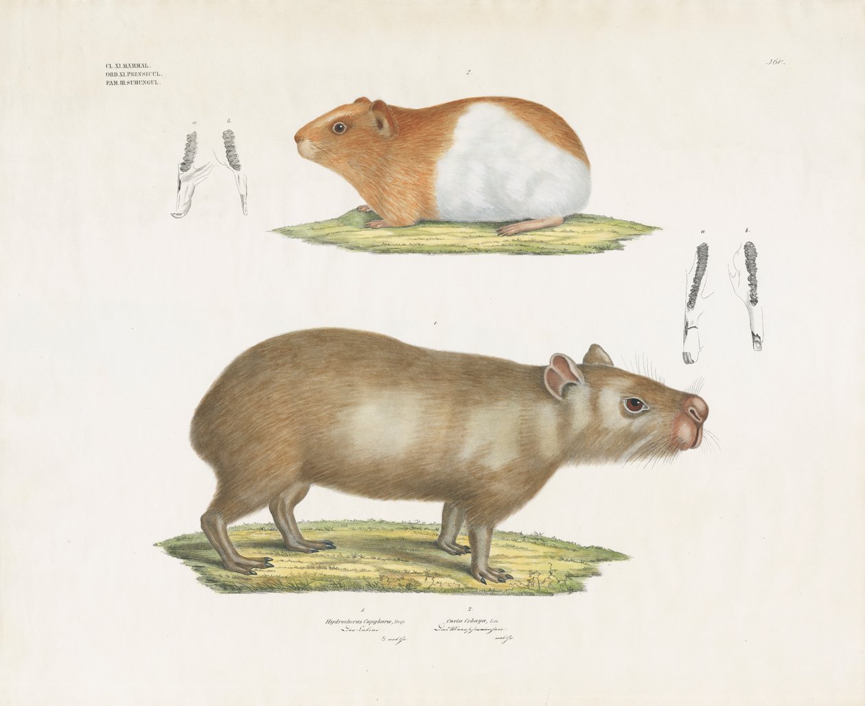 Marsvin och kapybara med tandillustrationer (handkolorerad litografi) av Anstalt Arnz & Co.