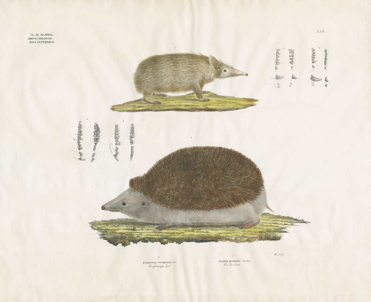 Igelkott och tenrec med anatomiska detaljer (handkolorerad litografi) av Anstalt Arnz & Co.