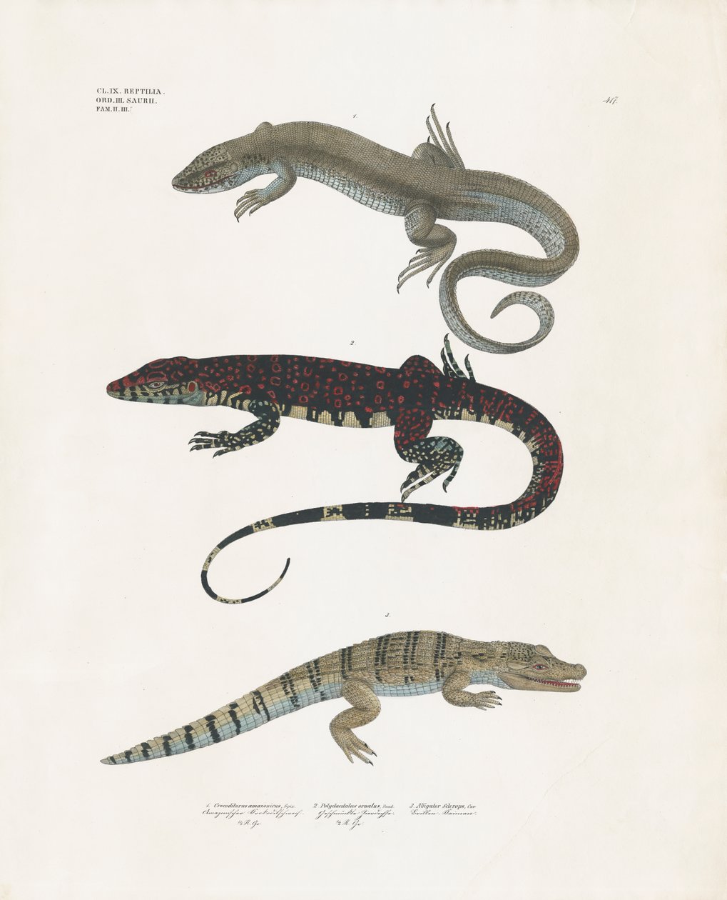 Varan, den giftiga ödlan och alligatorn från reptilklassen (handkolorerad litografi) av Anstalt Arnz & Co.