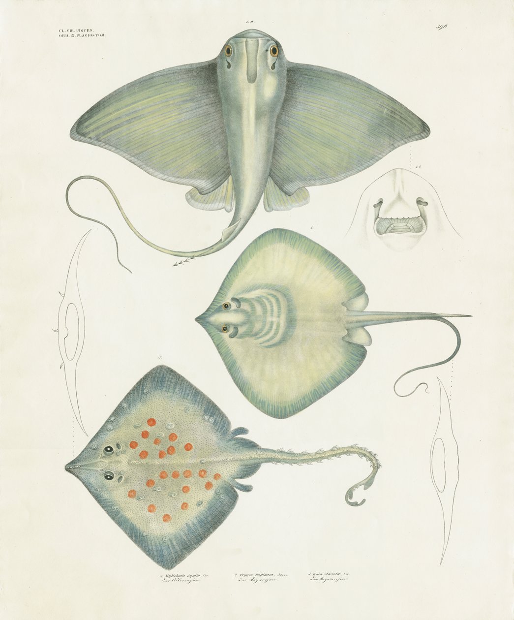 Olika arter av strålar med anatomiska detaljer (handkolorerad litografi) av Anstalt Arnz & Co.