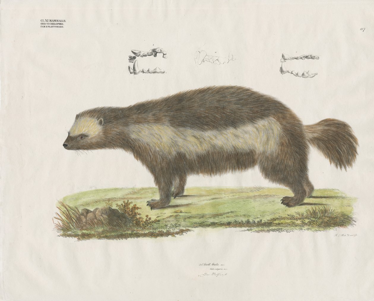 Wolverine med tanddetaljer (handkolorerad lito) av Anstalt Arnz & Co.
