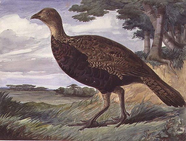 Fasan och Greyhen Hybrid (akvarell på papper) av Anthony Frederick Augustus Sandys