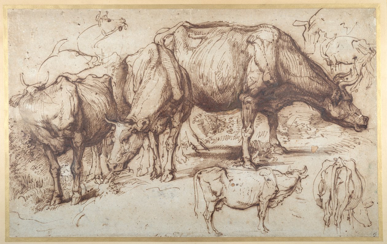 Boskap i betesmark, ca 1618-20 (penna och bläck med tvätt på papper) av Anthony van Dyck
