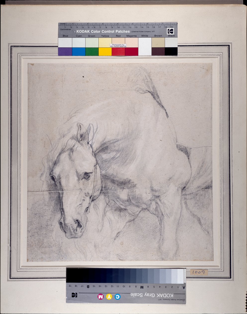 Huvud och frampart på en grå häst (svart krita förhöjd med vitt på papper) av Anthony van Dyck