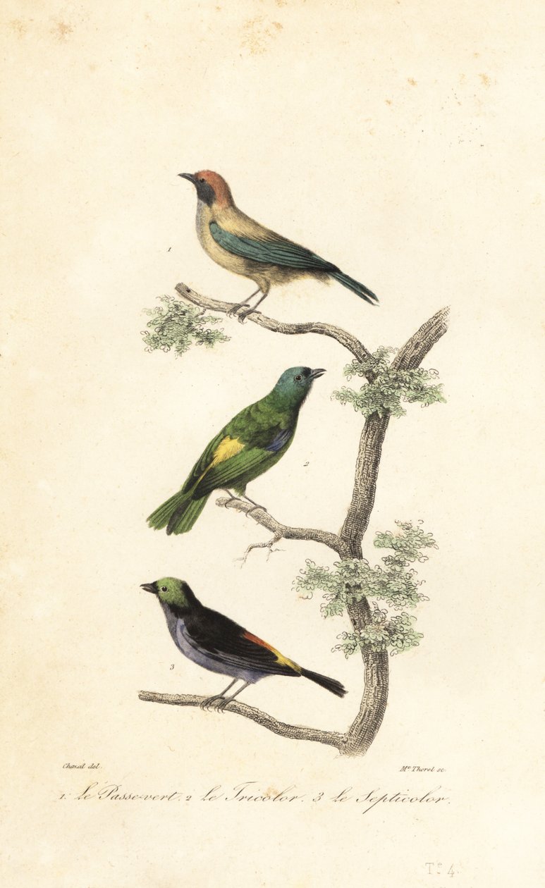 Brunfärgad tanager, grönhuvad tanager och paradistanage av Antoine (after) Chazal