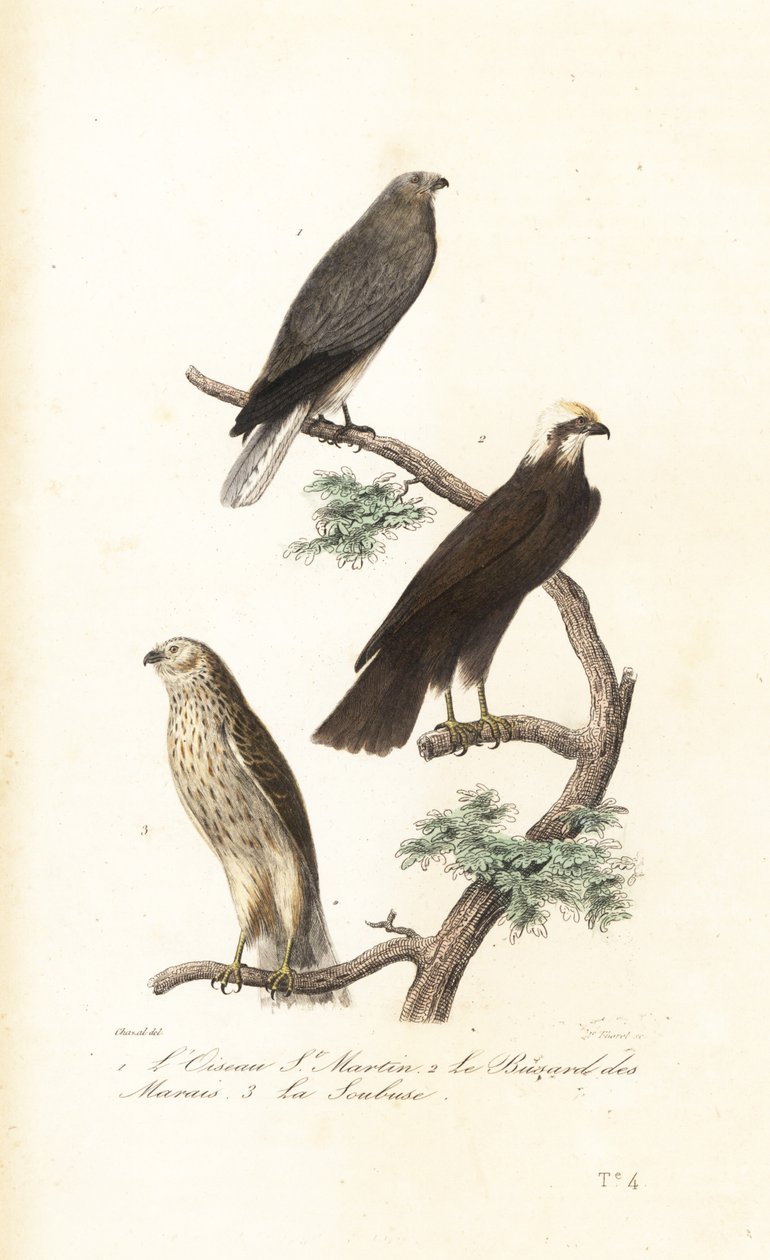 Hökhök, kärrhök och Montaguhök. av Antoine (after) Chazal