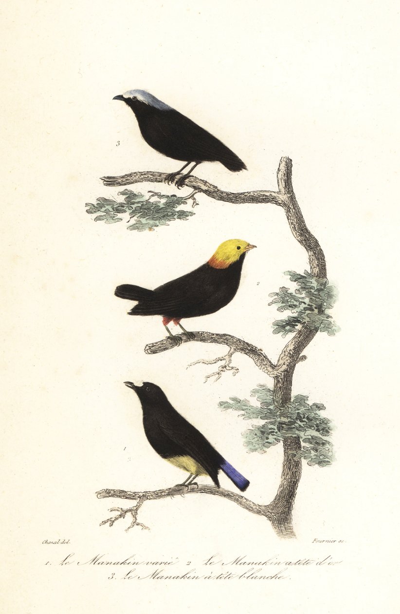 Manakin art. av Antoine (after) Chazal
