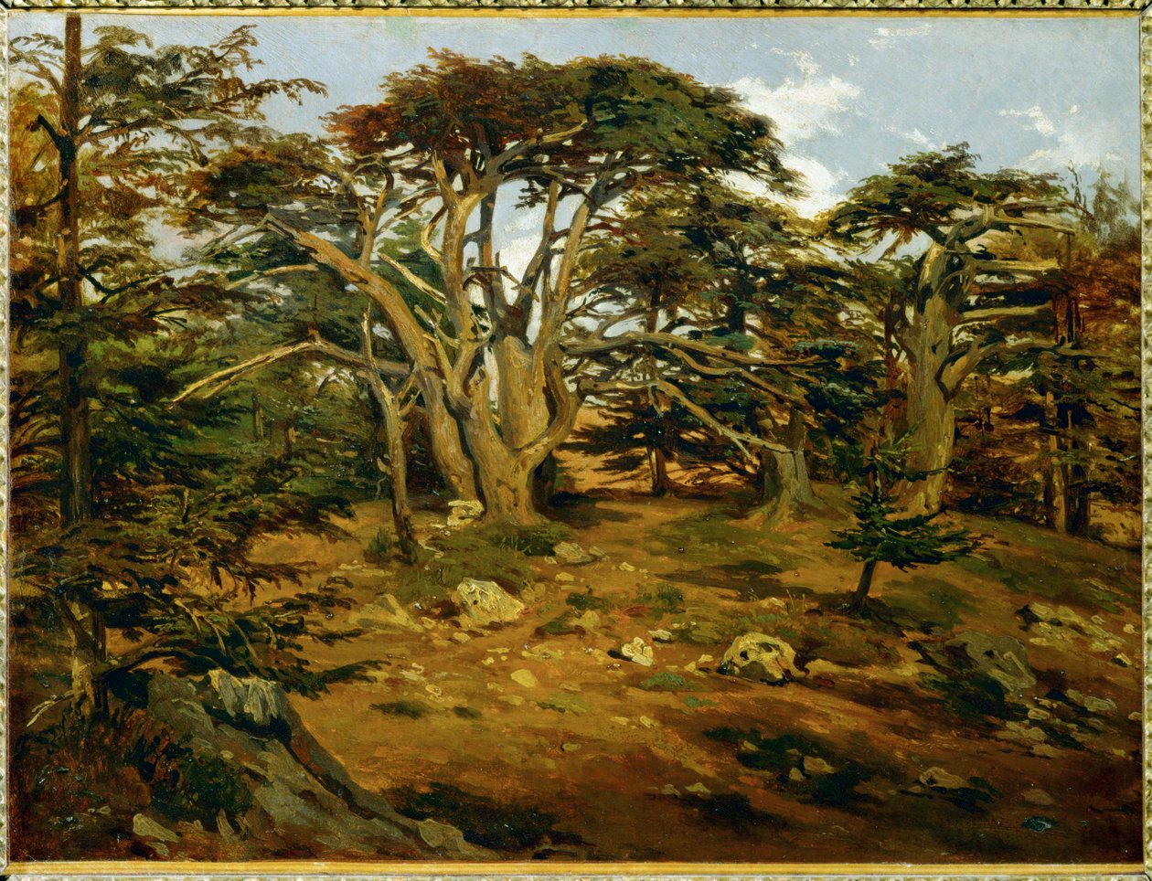 Les vieux cedres sur le Mont Liban - Gamla cederträd i Libanon-berget ... av Antoine Alphonse Montfort