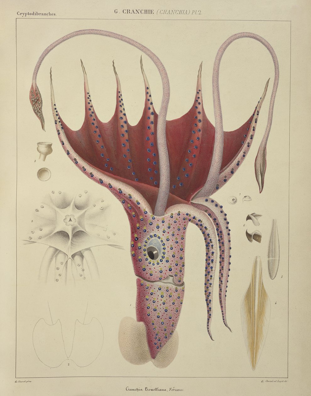 Kalmar, pl. 2 från "Histoire Naturelle Generale et Particuliere des Cephalopodes Acetabuliferes", utgiven av Ferussac och D